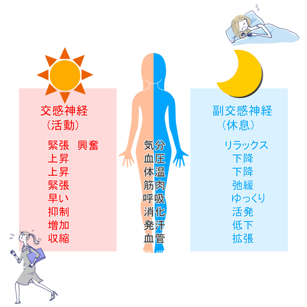 交感神経と副交感神経、良い悪いはあるの? - Kiito Smileピラティスマシン個人指導